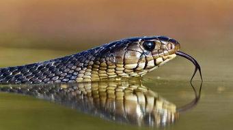 黑蛇伸呤手机在线观看,手机在线观看的悬疑奇幻之旅