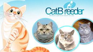 猫咪爆料视频素材大全高清,高清素材大全揭秘萌宠日常